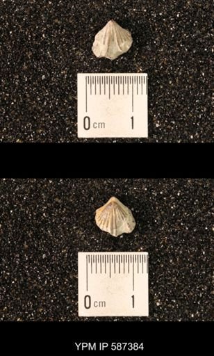 Camarotoechia whitei