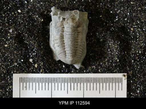Calymene sp.