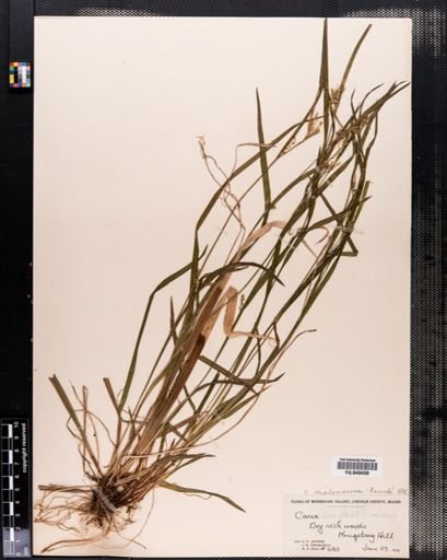 Carex leptonervia