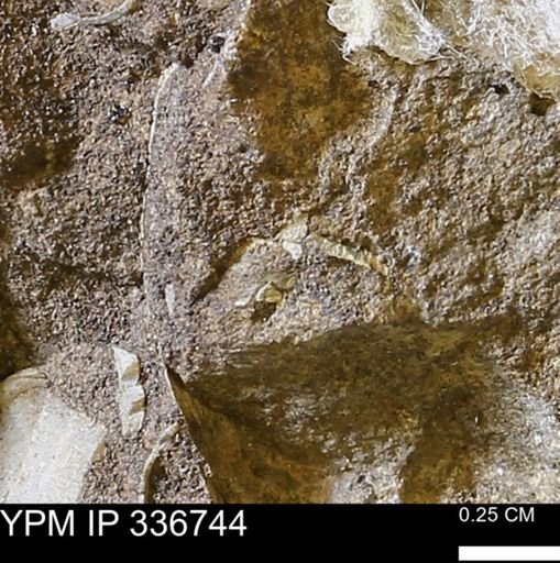 undet. Mollusca