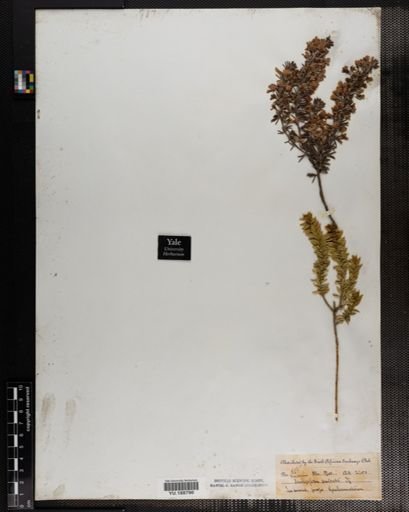 Plantae