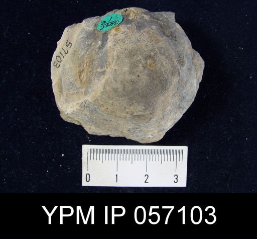 Brachyprion purduei