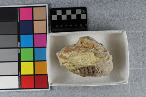 Oreodontidae