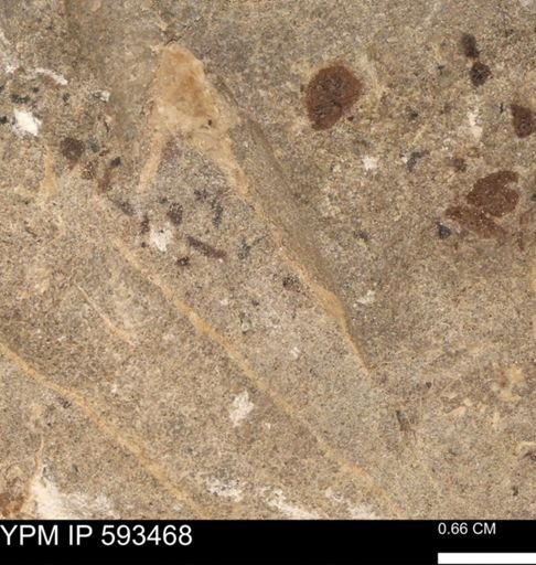 taxon undetermined