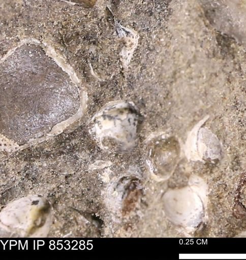 Protocardia sp.