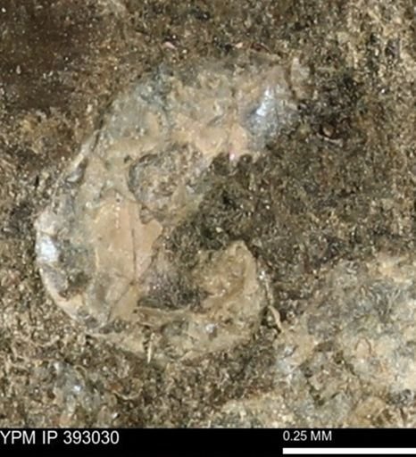 Scaphites sp.