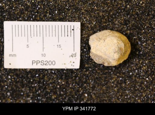 Inoceramus sp.