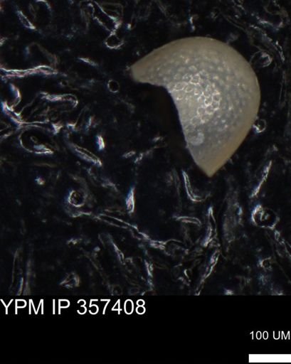 undet. Ostracoda