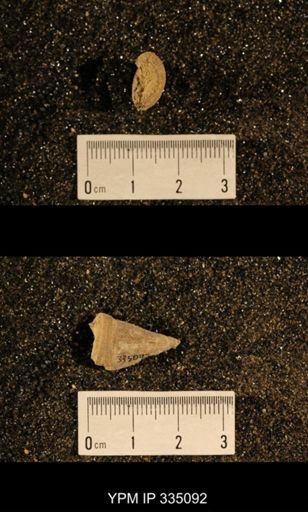 Lophophyllum profundum