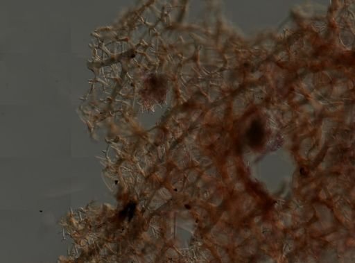 Callyspongia vaginalis