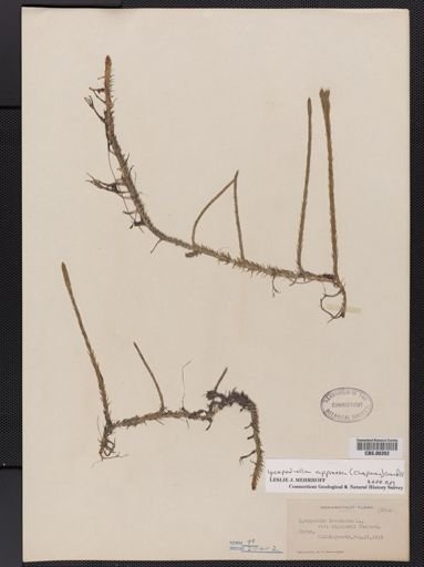 Lycopodiella appressa