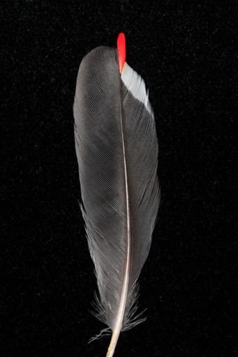 Bombycilla garrulus pallidiceps