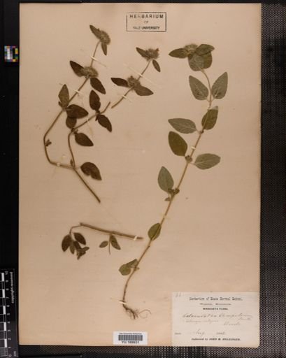 Plantae