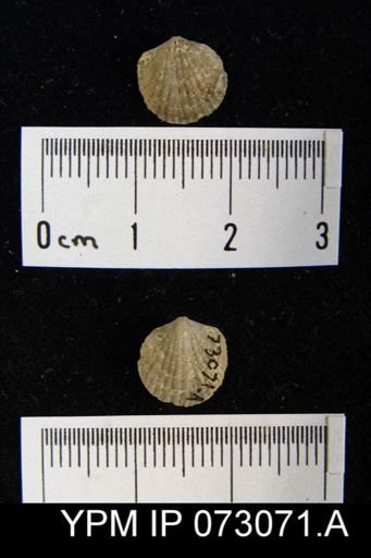 Atrypa tennesseensis
