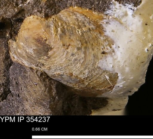 undet. Bivalvia