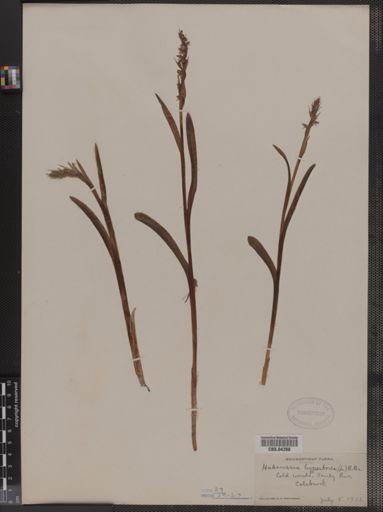 Habenaria hyperborea