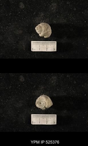 Cyclonema sp.