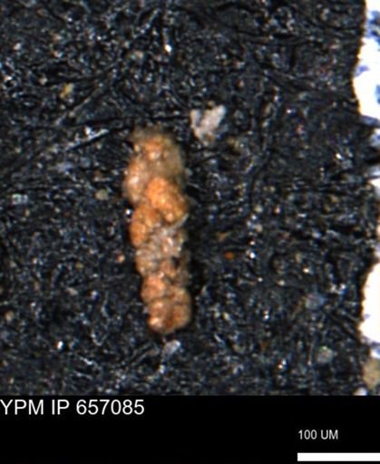 Ammobaculoides phaulus