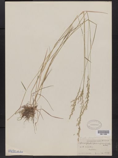Trisetum pensylvanicum