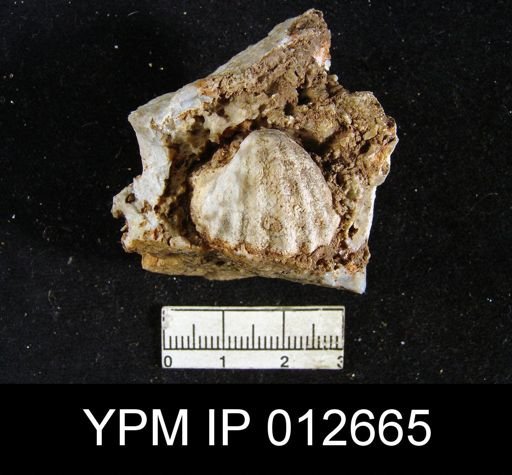 Enteletes plummeri