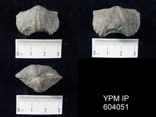 Platystrophia biforata