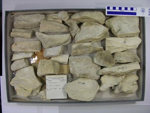 Gomphotherium sp.