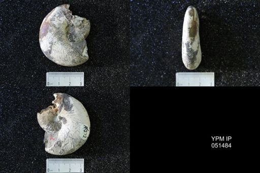 Hoploscaphites nicolletii