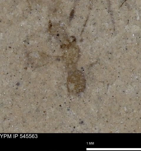 undet. Insecta