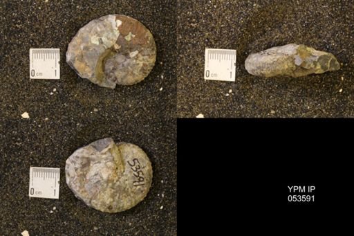 Discoscaphites conradi