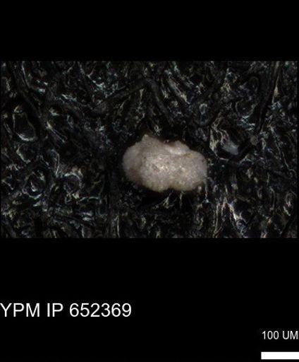 undet. Foraminiferida