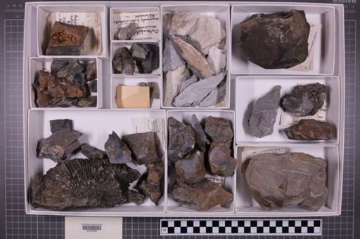 mixed taxa, stratigraphic collection
