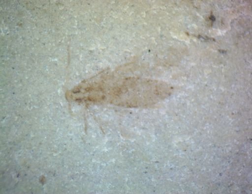 undet. Hemiptera