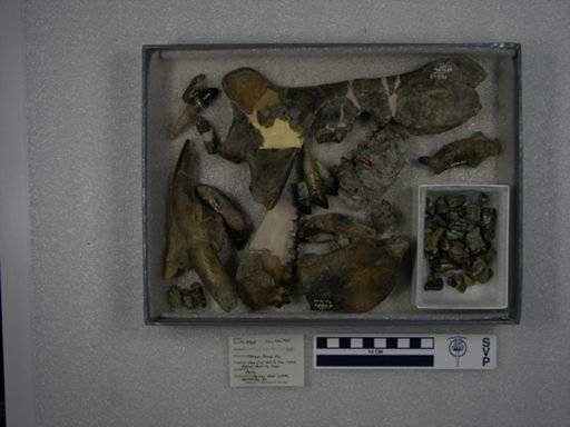 Probathyopsis harrisorum
