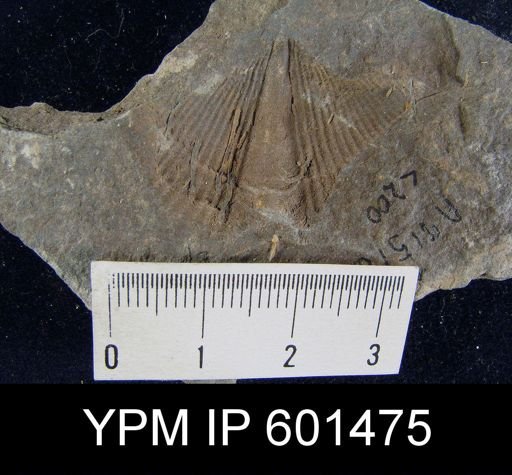 Spinocyrtia sp.
