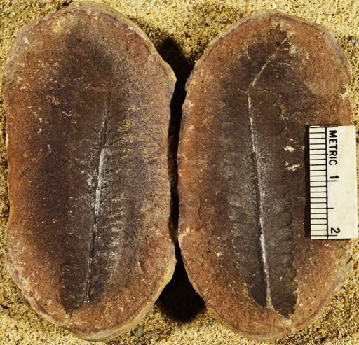 Pecopteris sp.