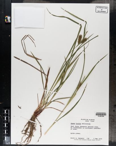 Plantae