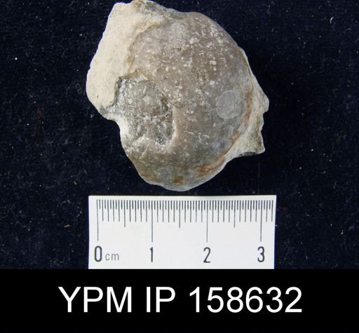 Clorinda barrandei