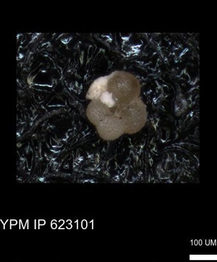 undet. Globigerinina