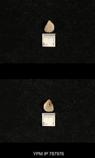 Brachiopoda