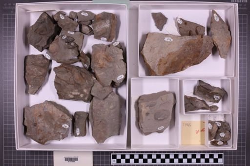 mixed taxa, stratigraphic collection