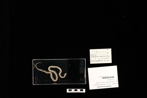 Phyllorhynchus decurtatus