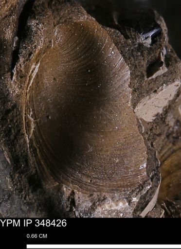 Limopsis striatopunctatus