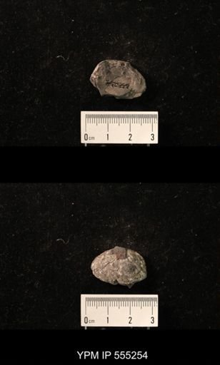 Productus cora