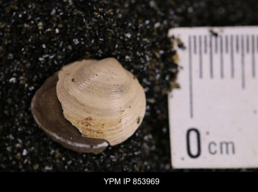 Limopsis striatopunctatus