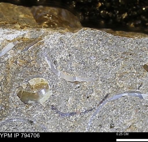 undet. Bivalvia