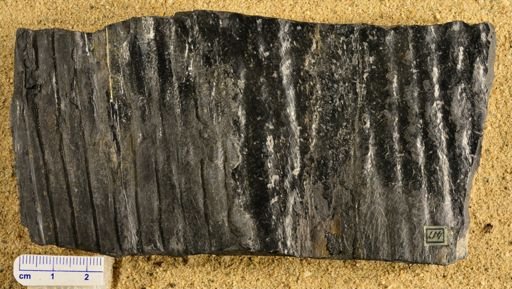Sigillaria pachyderma