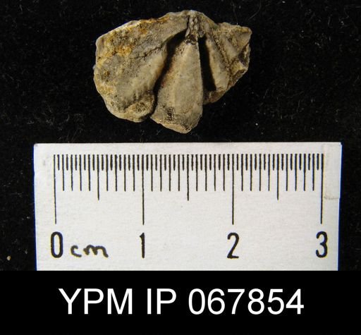 Delthyris perlamellosa