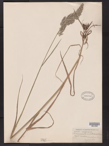 Calamagrostis cinnoides