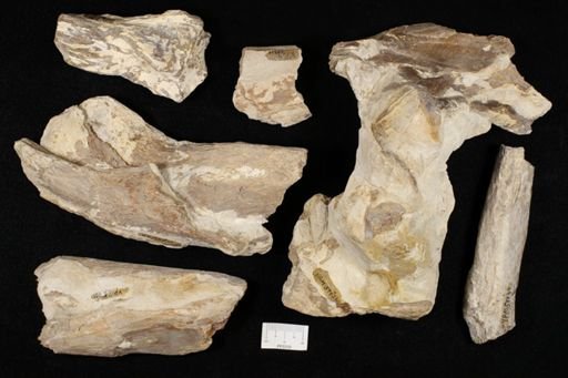 Xiphactinus audax