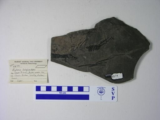 Diplurus longicaudatus